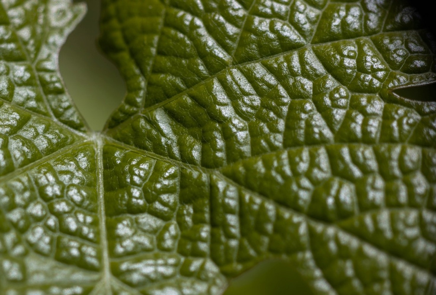 Closeup of green grapes in vineyard